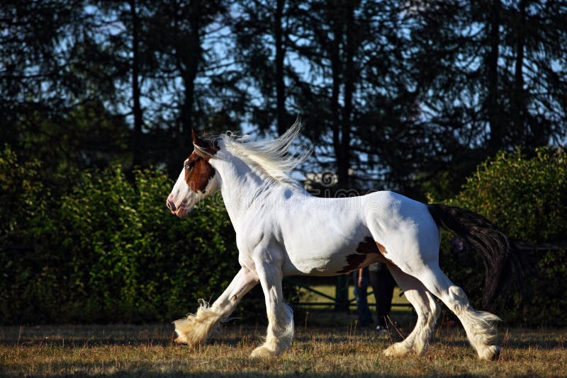 Drum horse stallion runs stock photo. Image of countryside 71012450