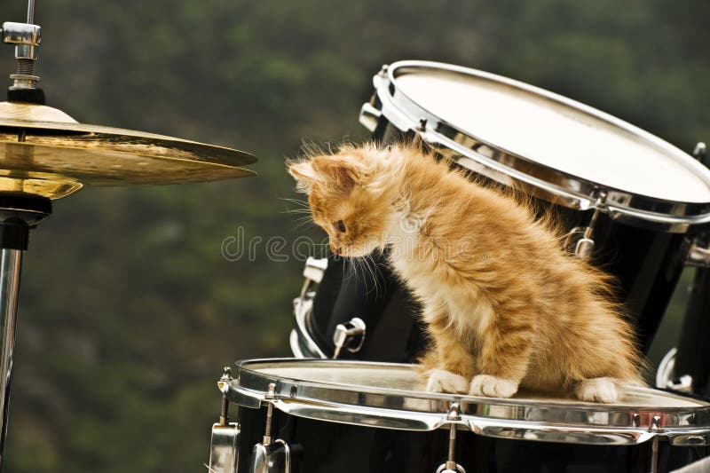 The cat sits on a drum. The cat sits on a drum