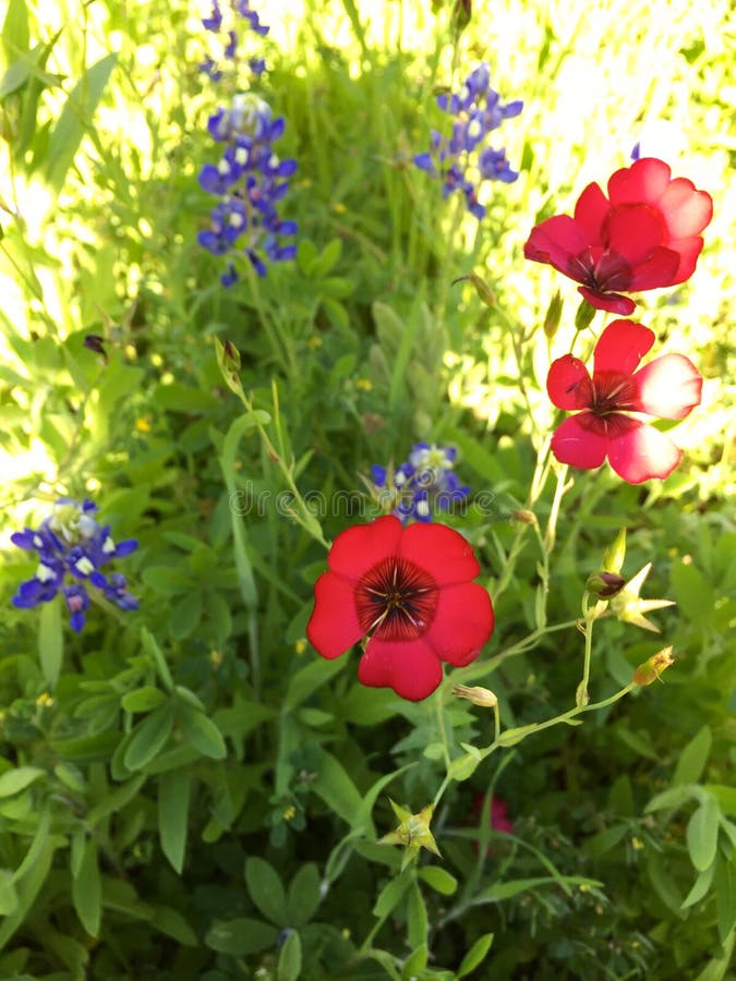 Drummond Phlox