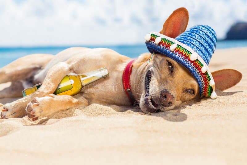 Drunk dog on the beach