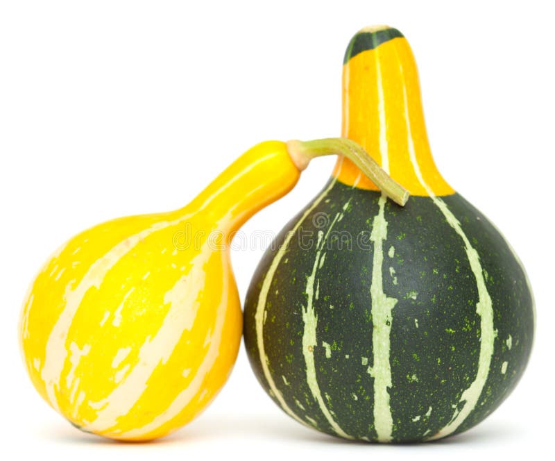 Drunken gourds stock photo. Image of gourd, pumpkin, isolated 34193140