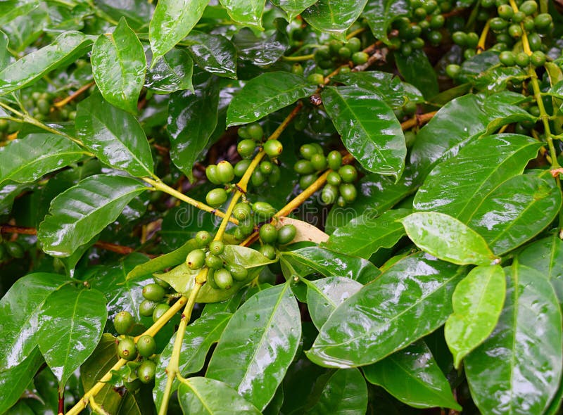 Drupes et feuilles vertes non mûres de l'usine de café - arabica de Coofea dans la plantation, Kerala, Inde photographie stock libre de droits Drupes et feuilles vertes non mûres de l'usine de café - arabica de Coofea dans la plantation, Kerala, Inde photographie stock libre de droits
