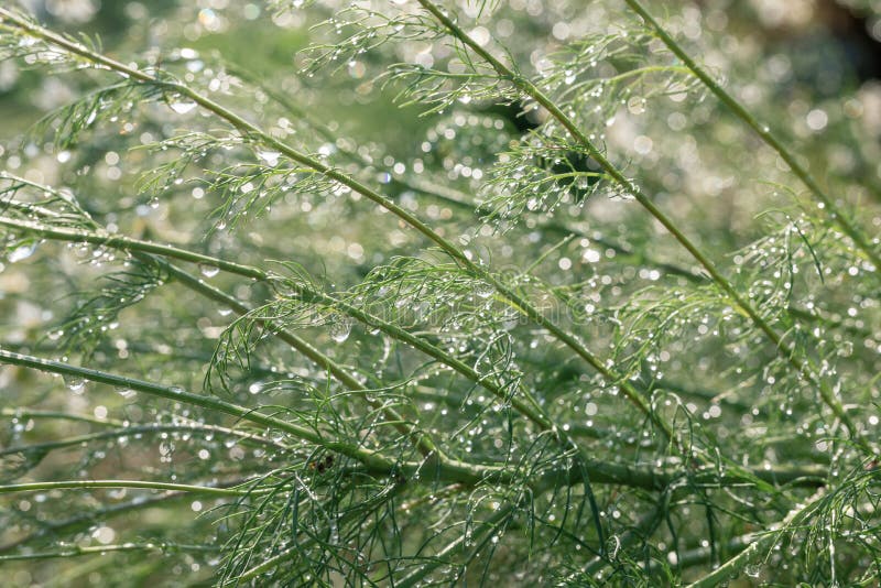 druppels water op de plant, op de kaf en op de wazig achtergrond druppels van dauw die op de dille in lichte stralen ontwakt royalty-vrije stock foto's druppels water op de plant, op de kaf en op de wazig achtergrond druppels van dauw die op de dille in lichte stralen ontwakt royalty-vrije stock foto's