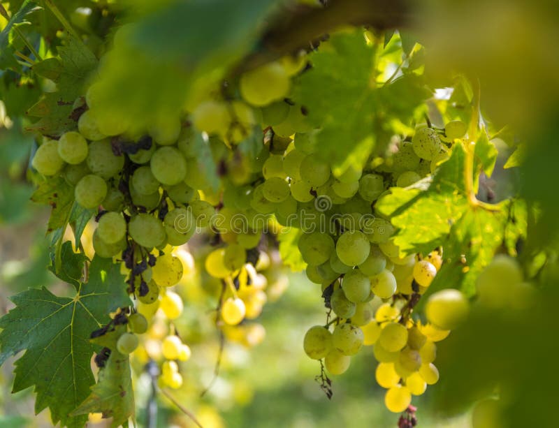 Druva för gult vin fotografering för bildbyråer Druva för gult vin fotografering för bildbyråer
