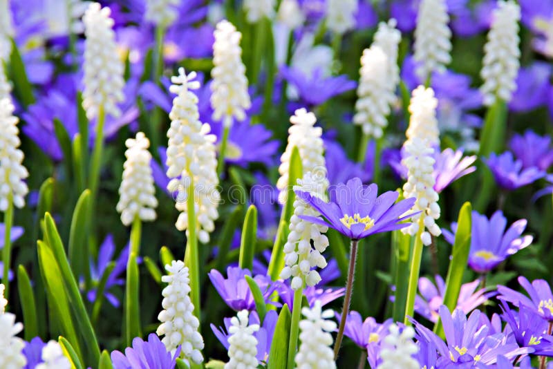 Druvahyacint - muscarien blommar closeupen royaltyfri bild Druvahyacint - muscarien blommar closeupen royaltyfri bild