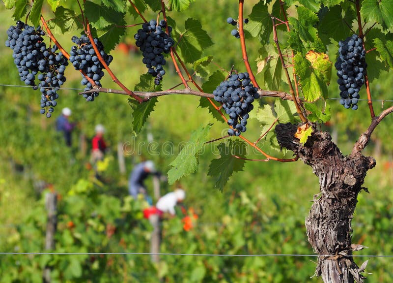 Druvor och vinstockar av Cabernet Franc med jordbrukare som skördar i bakgrunden arkivfoton Druvor och vinstockar av Cabernet Franc med jordbrukare som skördar i bakgrunden arkivfoton
