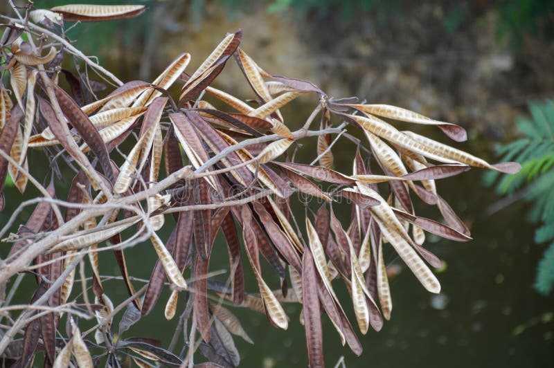 Dry acacia tree in garden