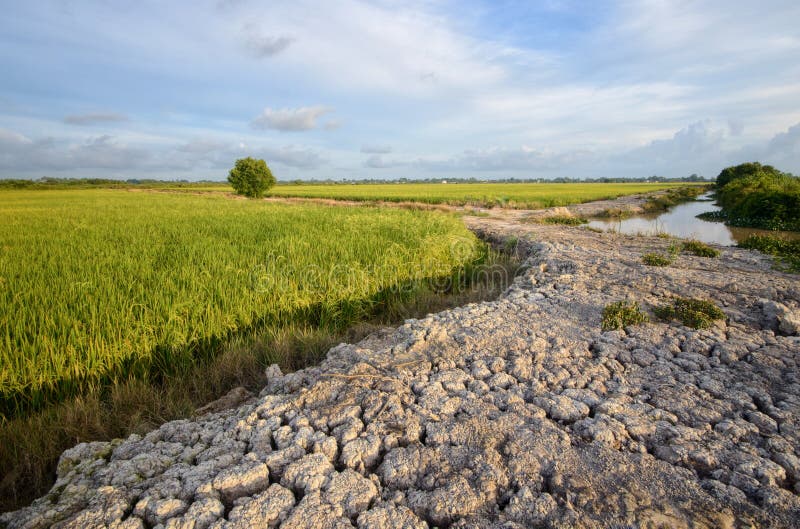 Dry and arid land with failed crops due to climate change and global.