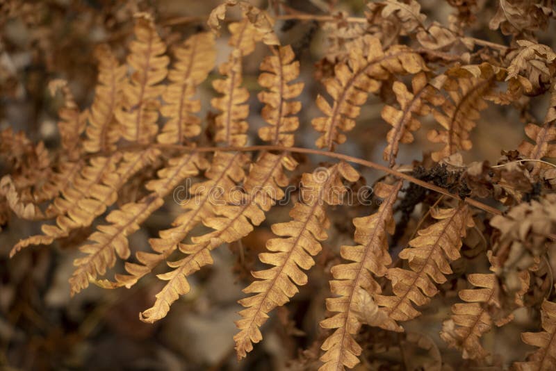 Dry Autumn Fern imagem de stock Dry Autumn Fern imagem de stock