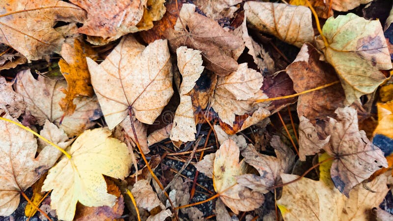 Dry Autumn Gold Yellow Leaves Hintergrund lizenzfreie stockfotos Dry Autumn Gold Yellow Leaves Hintergrund lizenzfreie stockfotos