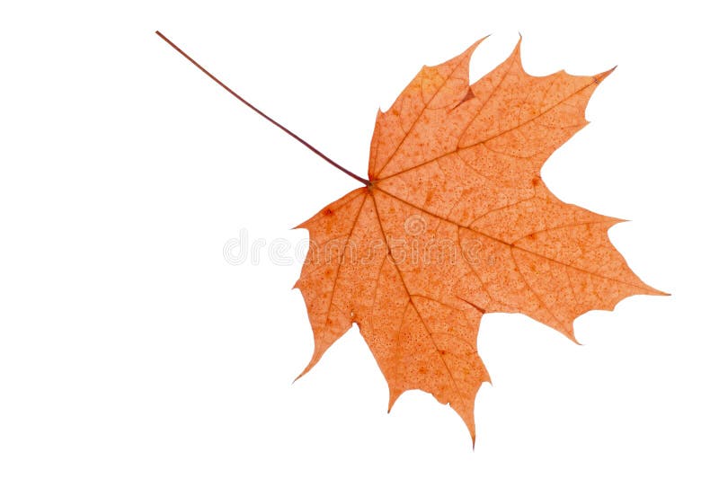 Dry autumn leaf.