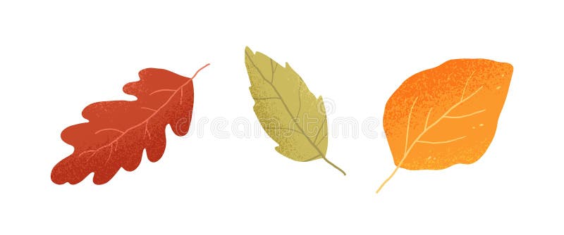 Top View of Fall Norway Maple Tree Isolated on White Stock Illustration ...