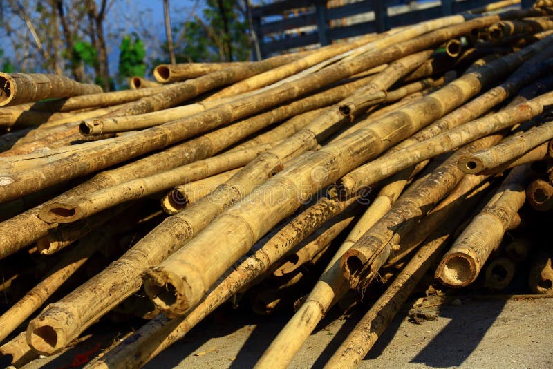Dry bamboo. stock image. Image of fence, pipe, culture 29664131