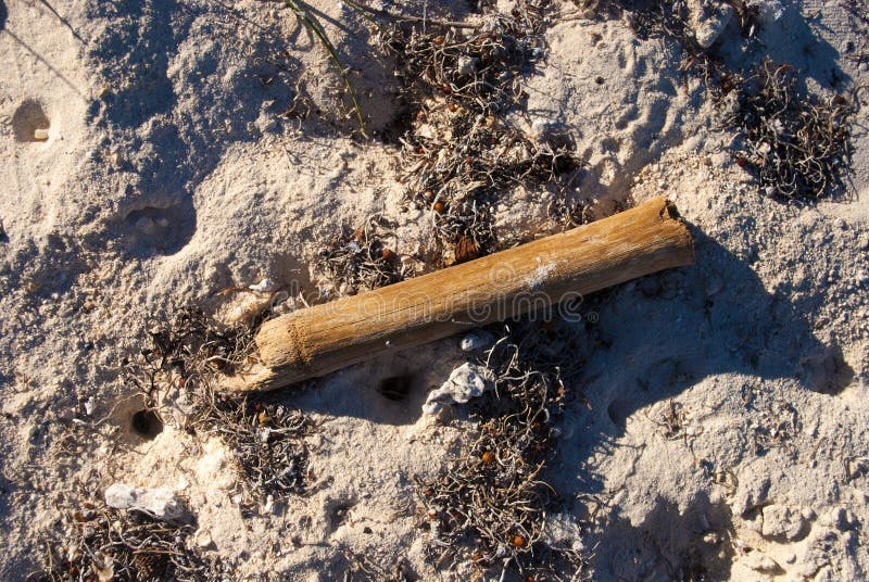 Dry bamboo on sand stock image. Image of sunlight, sand 83284367