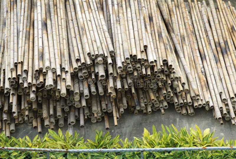 Dry bamboo stack stock photo. Image of incision, branch 48758562