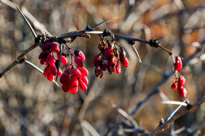 Dry Barberry or Berberis Vulgaris Branch with Berries in Autumn Stock ...