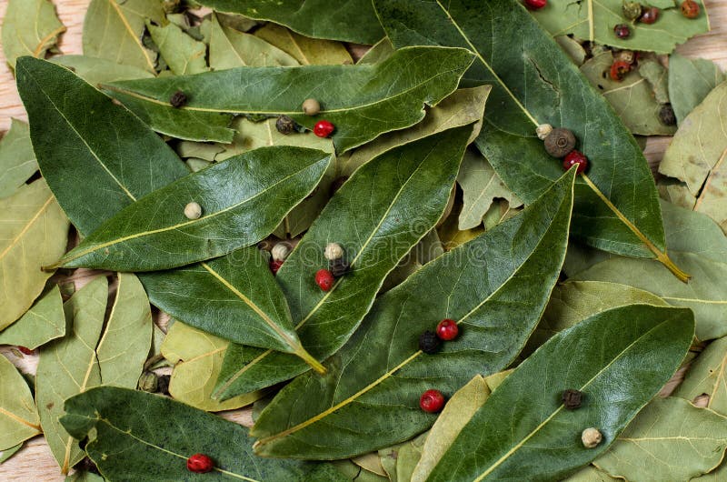 Dry bay laurel leaves stock photo. Image of evergreen 30685620