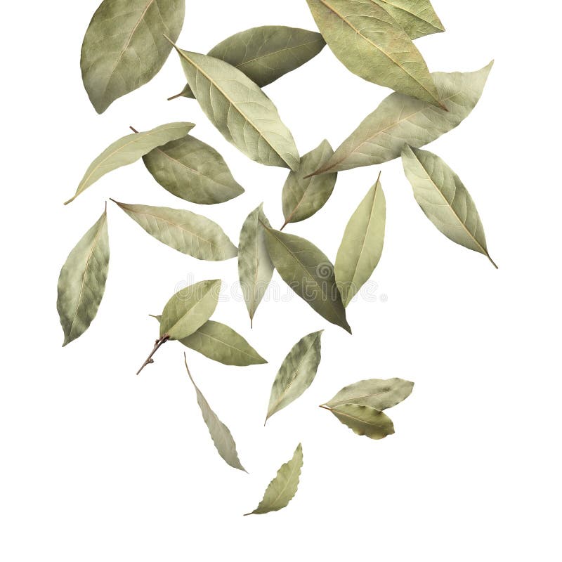 Dry Bay Leaves Falling on White Background Stock Photo Image of