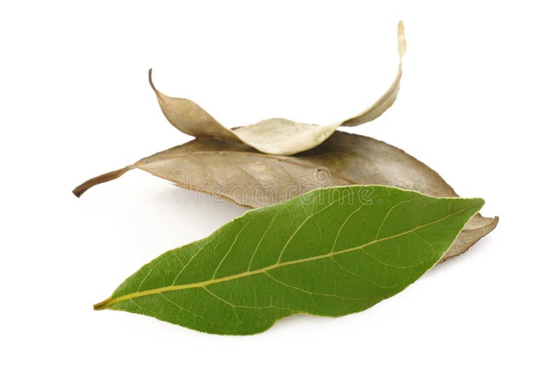 Dry Bay Leaves and Fresh Bay Leaves Stock Photo Image of ingredient, flavor 44602854