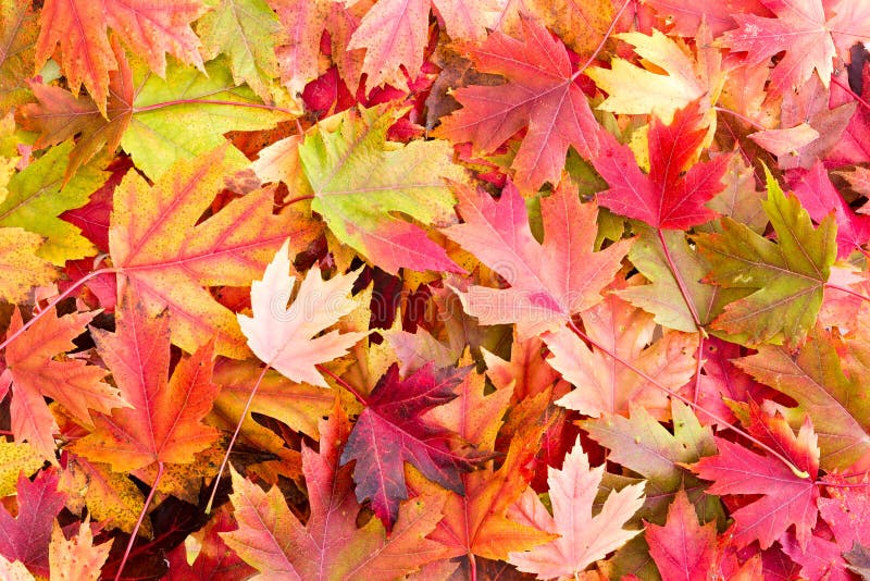 Dry Bed of Colorful Autumn Leaves on the Ground royalty free stock photos