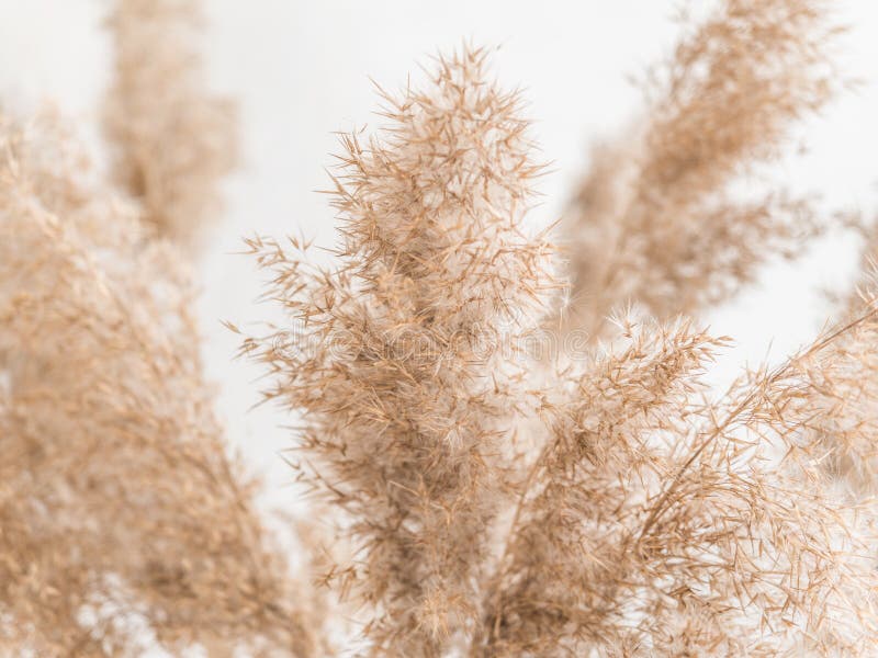 Kemiker Recept Vært for Dry Beige Reed on a White Wall Background. Beautiful Nature Trend Decor.  Minimalistic Neutral Concept Stock Image - Image of concept, neutral:  174573325