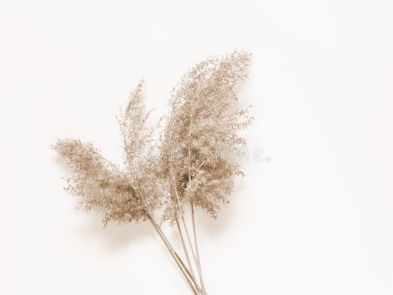 Maak los Plak opnieuw sarcoom Dry Beige Reed on a White Wall Background. Beautiful Nature Trend Decor  Stock Image - Image of ecology, background: 174573985