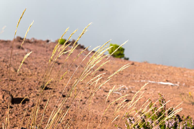 Dry blades of grass against the backdrop of red clay earth. royalty free stock images Dry blades of grass against the backdrop of red clay earth. royalty free stock images