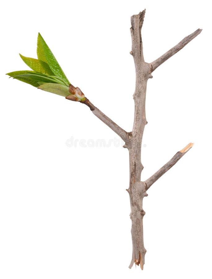 Dry branch with leaf buds