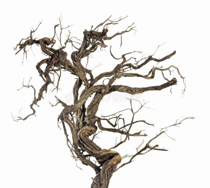 Dry branch on white stock photo. Image of nature, branch 62992804