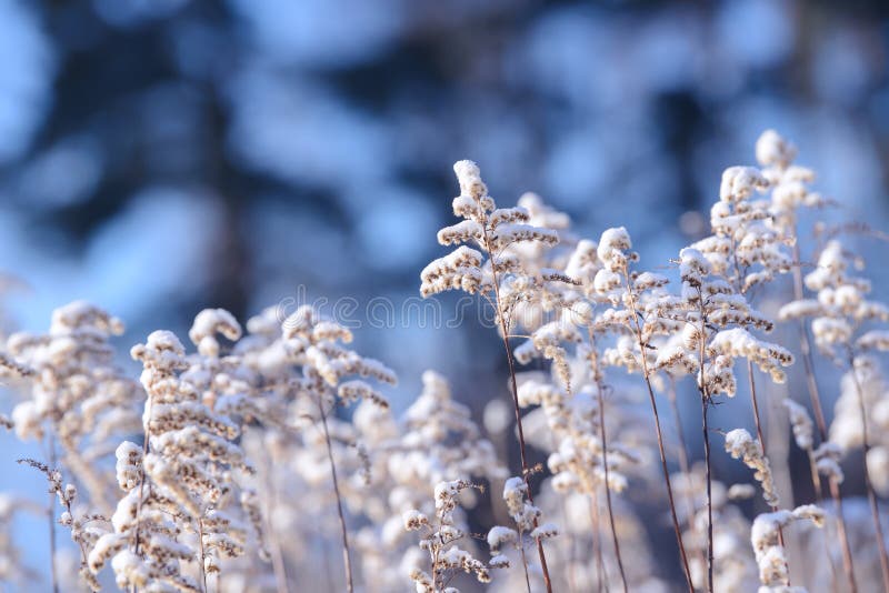 Dry branches of grass and flowers on a winter snowy field. Seasonal cold nature background.