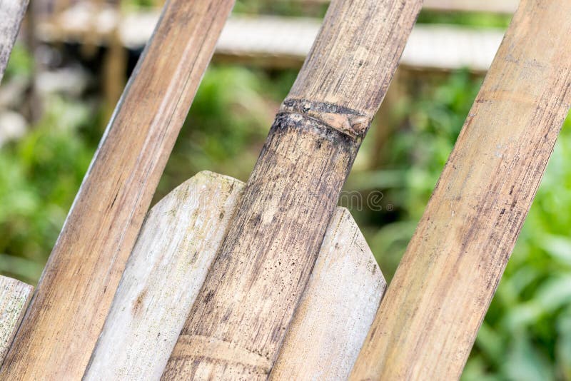 Dry Branches, Natural Wood Background, Pattern. Stock Photo Image of