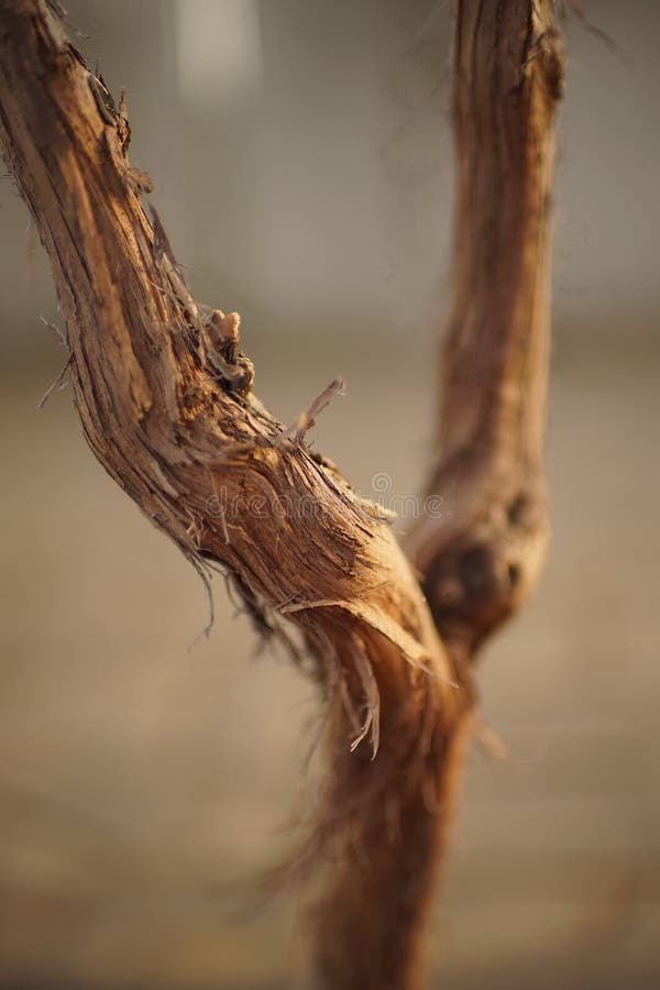 Dry branches or trunk of a vine growing in a spring garden