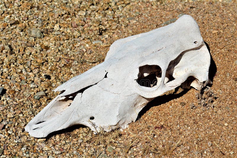 1,883 Animal Skeleton Desert Stock Photos - Free & Royalty-Free Stock  Photos from Dreamstime