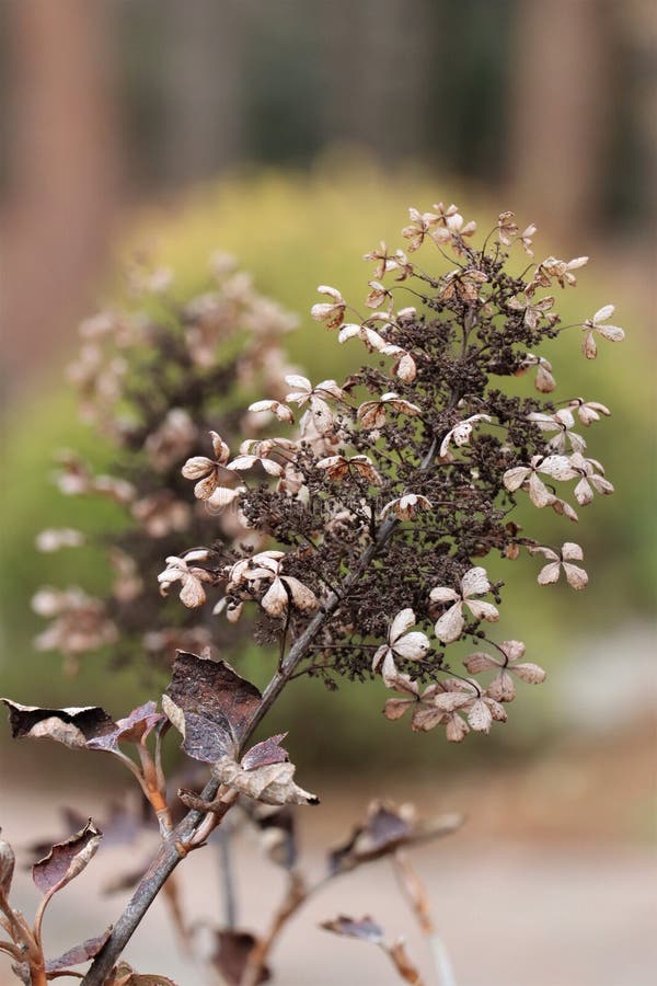 Dry Brown Panicle Hydrangea Bloom Stock Photo Image of hydrangea