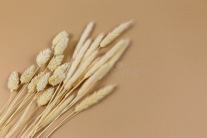 Dry bunch of wheat ears on beige background, top view. Bouquet of dried flowers with sunlight shadows. Floral card. Mockup.