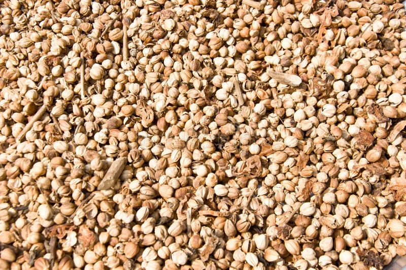 Dry Cardamom stock photo. Image of aroma, unique, herb 36960642