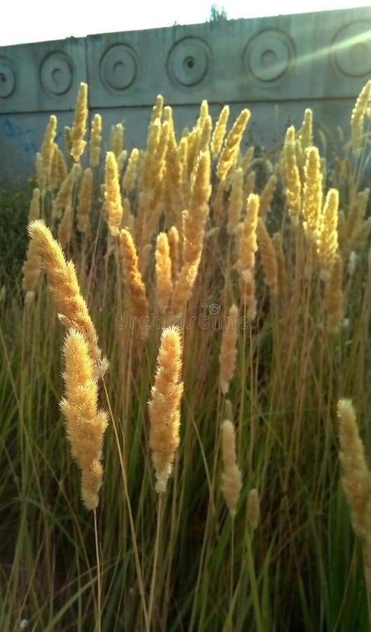 Dry cereal weed in the sun. Close-up of fluffy yellow spikelets in a sunny halo against a gray wall. stock photo Dry cereal weed in the sun. Close-up of fluffy yellow spikelets in a sunny halo against a gray wall. stock photo