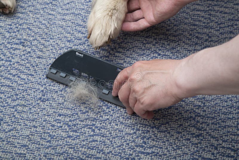 Dry Cleaning of Carpets.Cleaning and Cleaning of the Floor Stock Photo