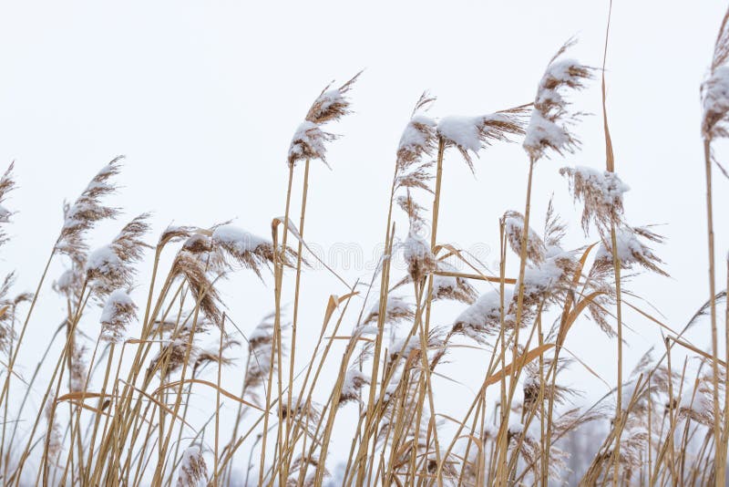 Dry coastal reed cowered with snow, vertical nature background. Winter in the meadow stock photography Dry coastal reed cowered with snow, vertical nature background. Winter in the meadow stock photography