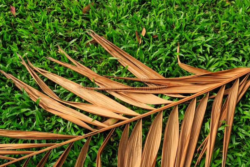 Dry Coconut On The Green Grass Stock Photo Image of background