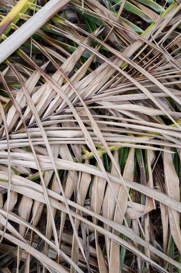 Dry coconut leaves stock photo. Image of coconut, natural 75856982