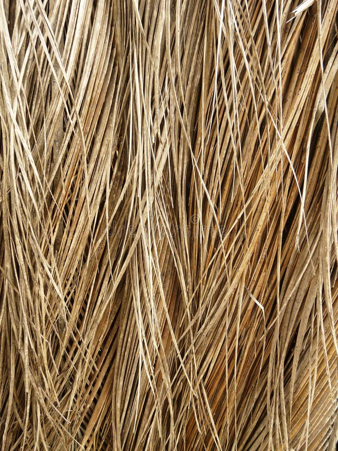 Dry coconut leaves stock image. Image of texture, tree 55265005