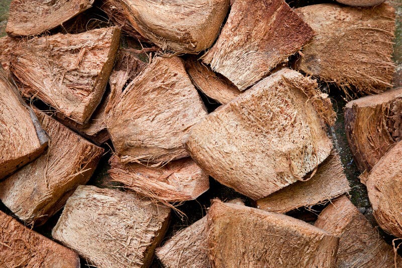 Dry Coconut Skin Royalty Free Stock Photography Image 22462357