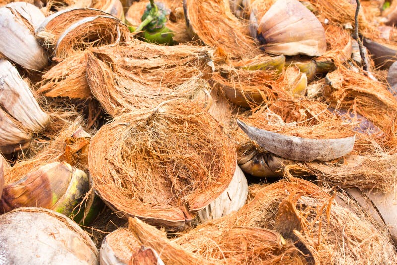 Coconut on ice stock photo. Image of green, exotic, isolated 25849808