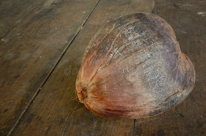 Dry coconut on wood floor stock image. Image of coconut 35690313