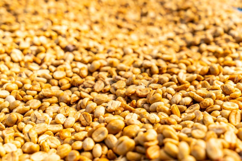 Dry Coffee Beans with Sunlight Stock Photo Image of processing, honey