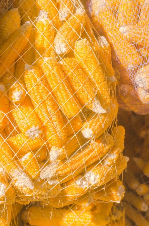 Dried Corn Seeds in Sack Bag Stock Image Image of burlap, color