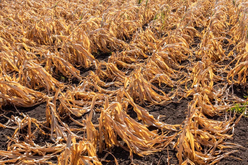 Droughtstricken Corn Crop in Hungary, EU. Stock Photo Image of field
