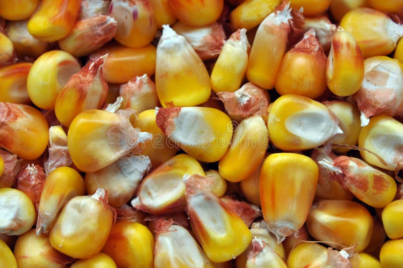 Dry corn grain stock image. Image of grain, corns, diet 248340643