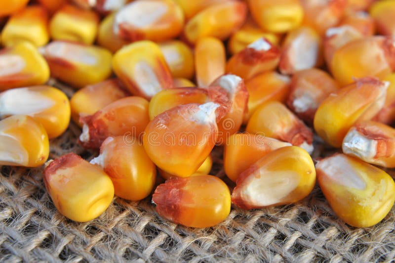 Dry corn grain stock photo. Image of closeup, macro 248340666